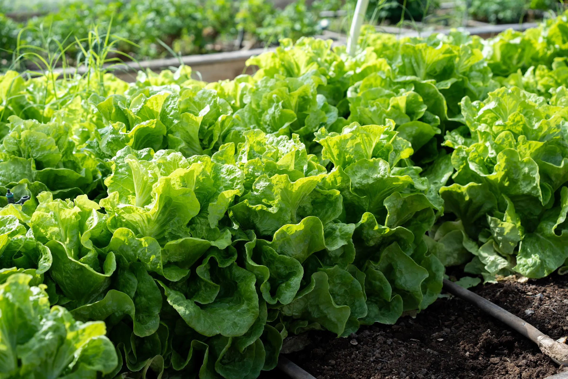 Manoa lettuce growing in rows