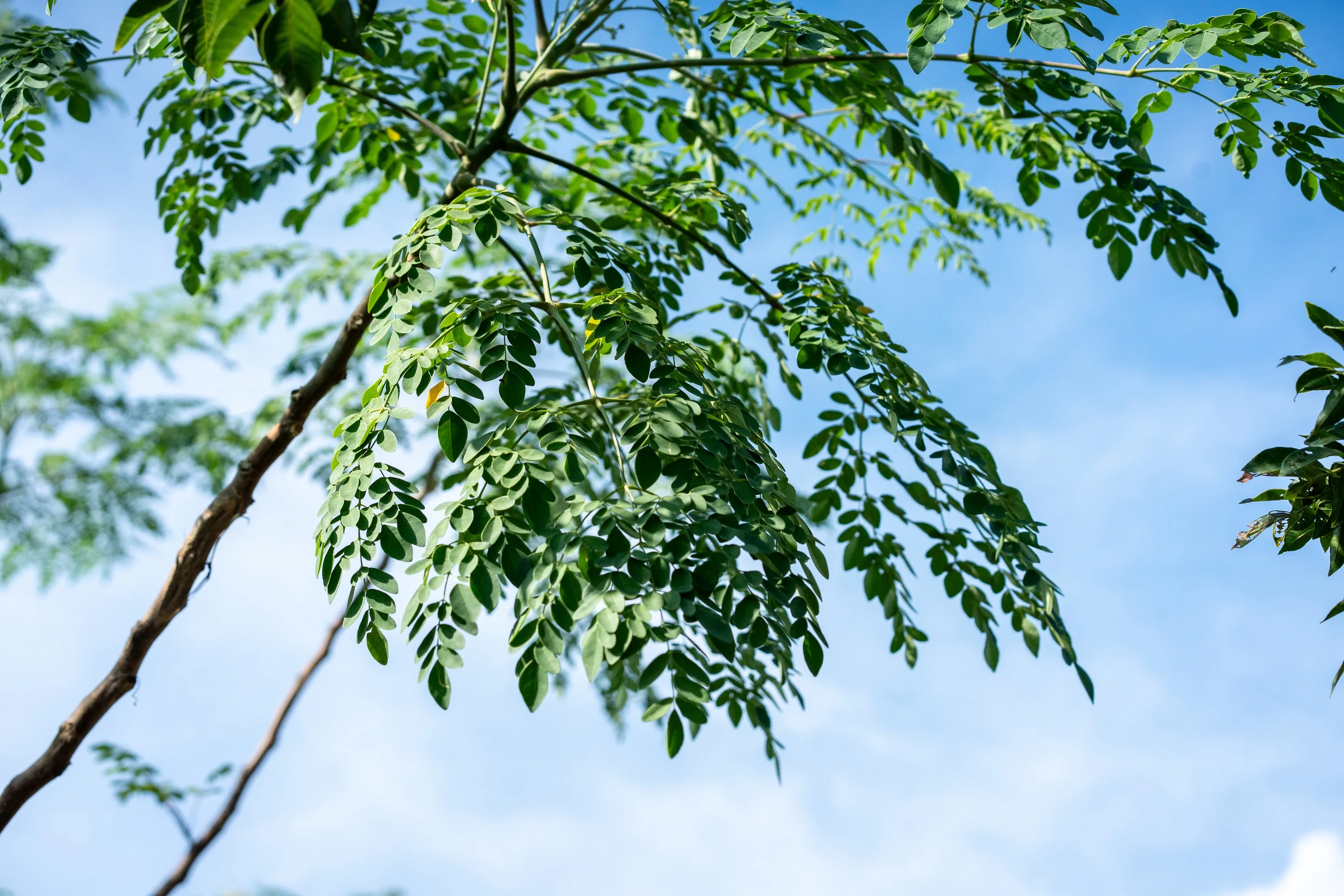 Moringa branch at Mountain View Farms