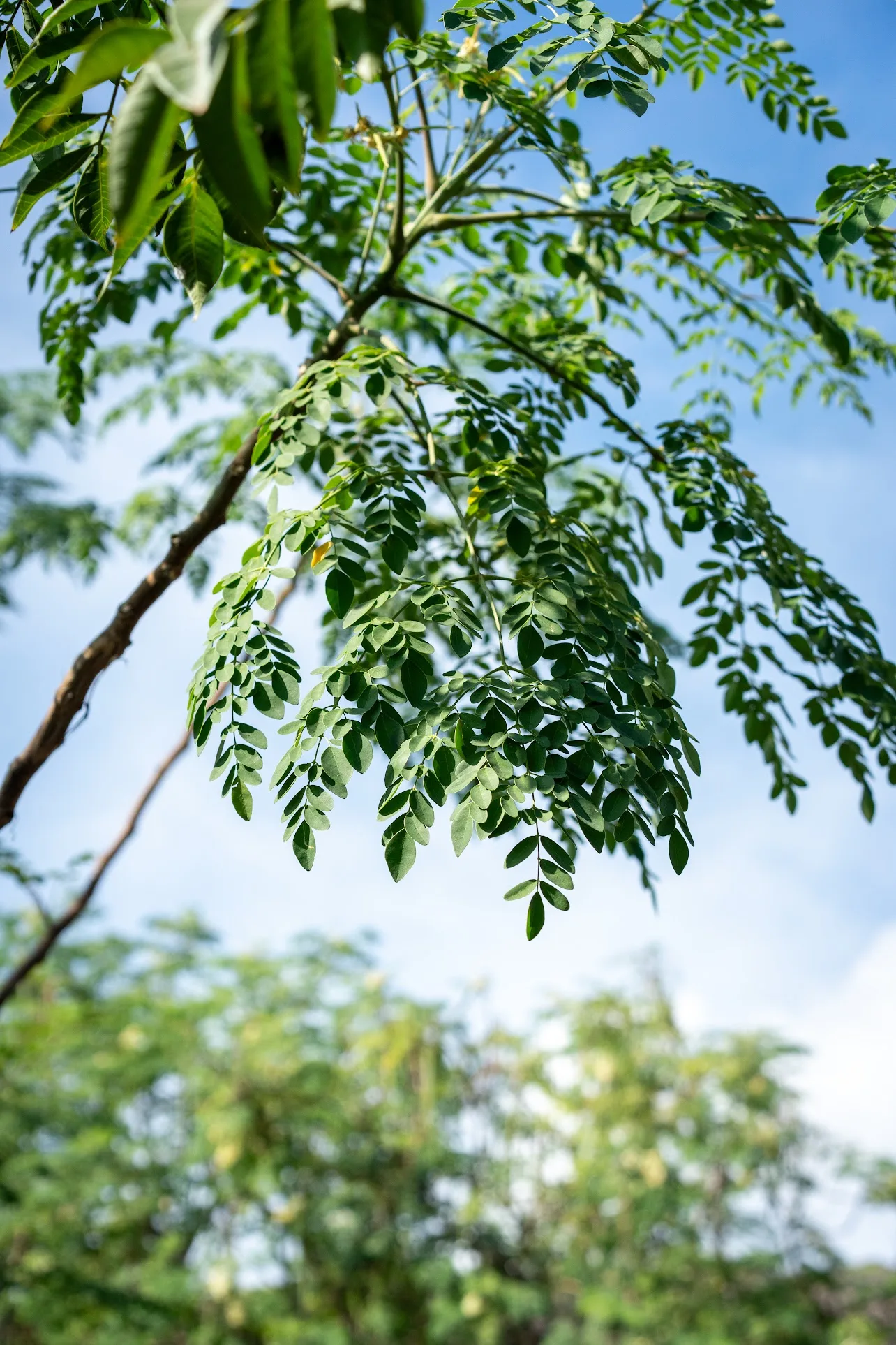 Moringa branch with leaves