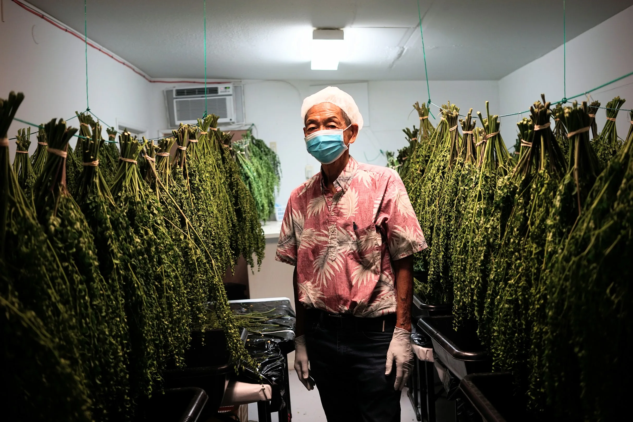 David Wong drying moringa at Mountain View Farms