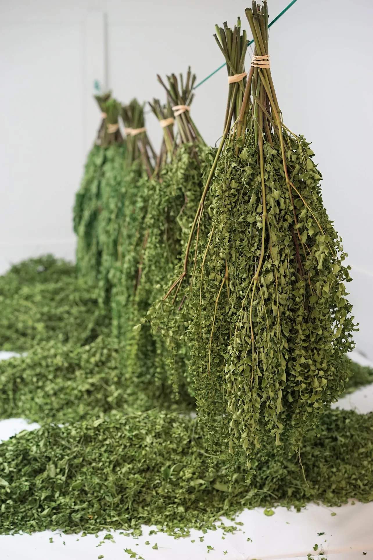 Moringa leaves air-drying indoors