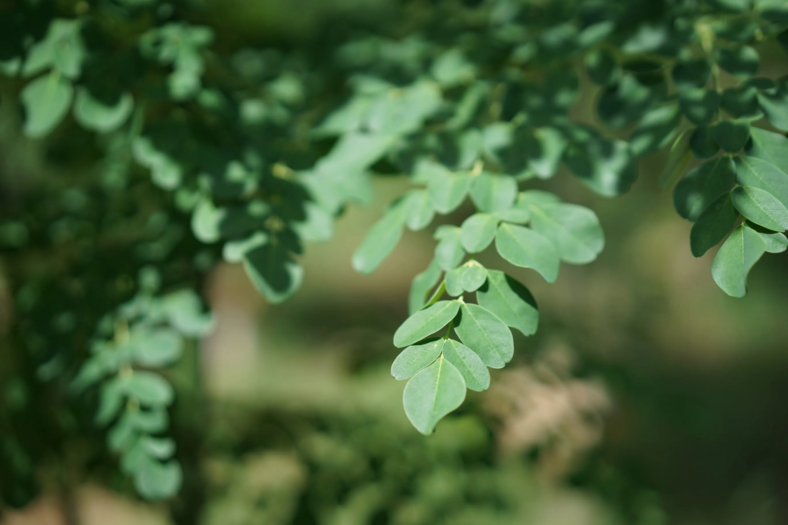 Moringa leaf