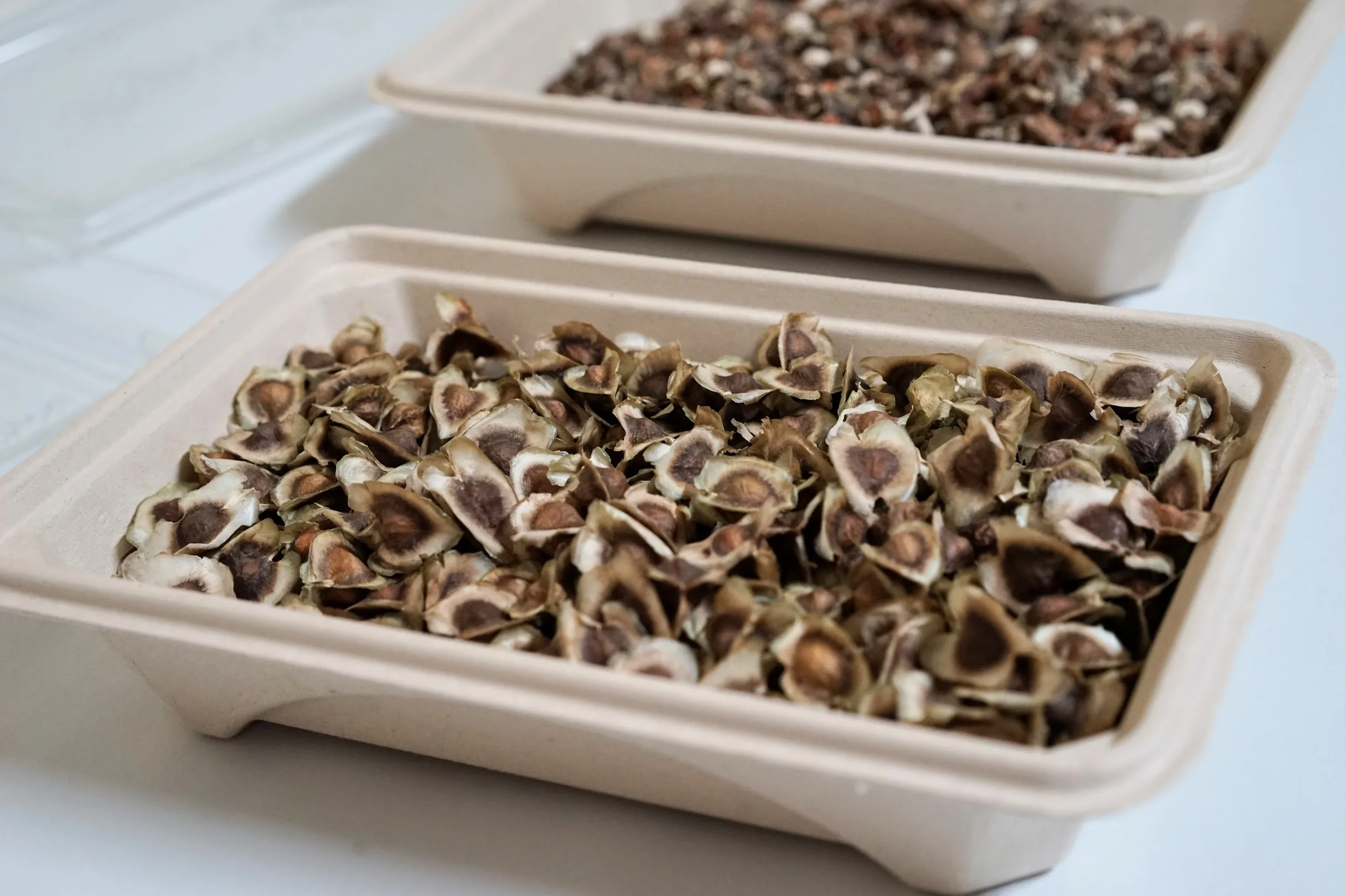 Moringa seeds used to cold-press ben oil