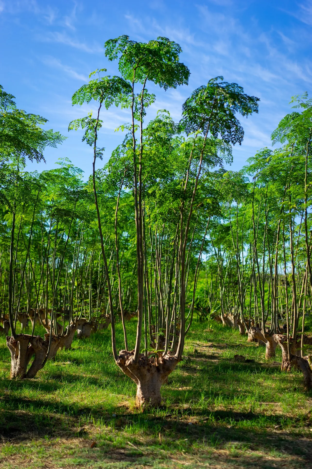 Mature moringa tree