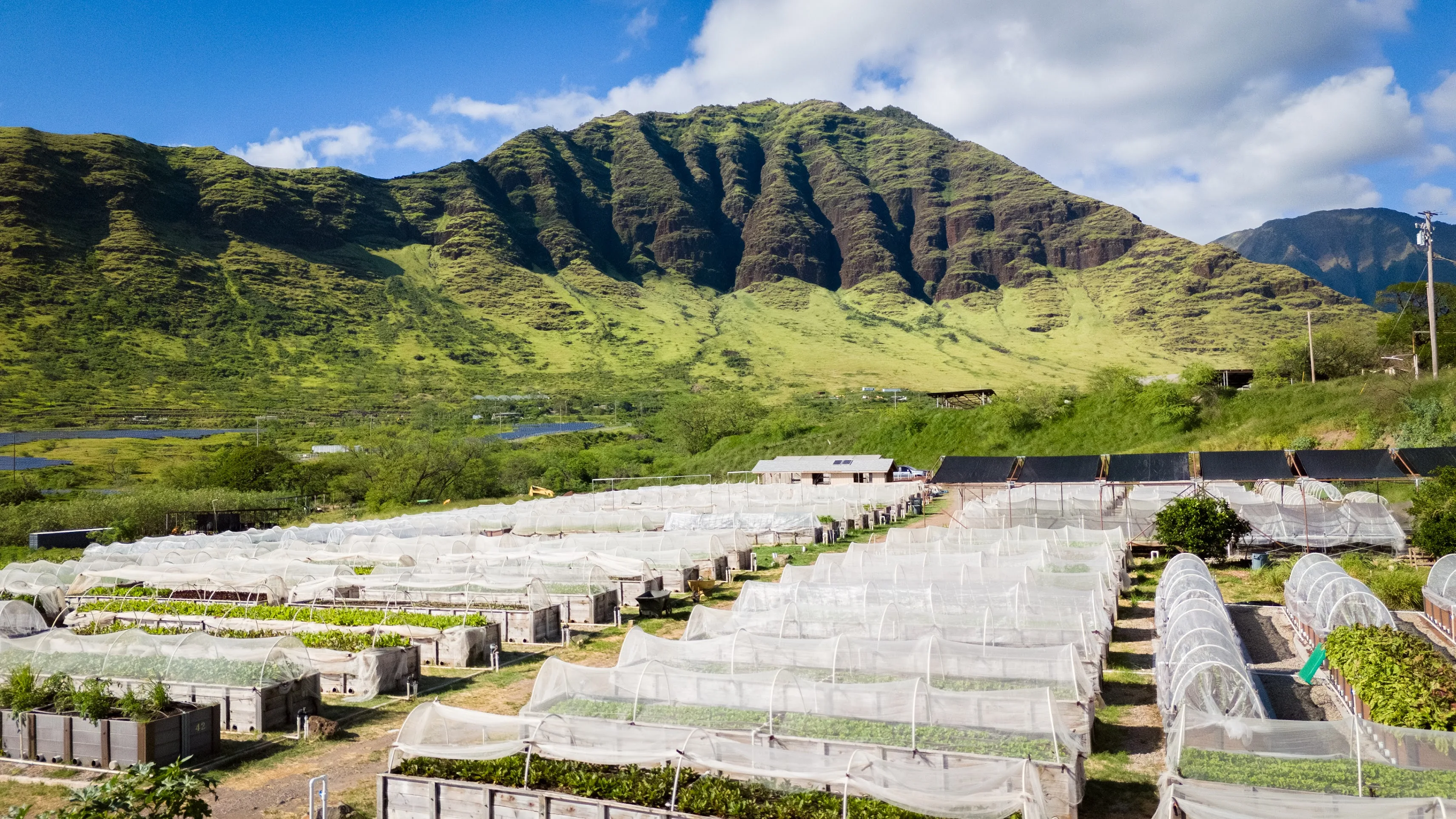 Mountain View Farms planter boxes with Waianae Valley mountains in the background