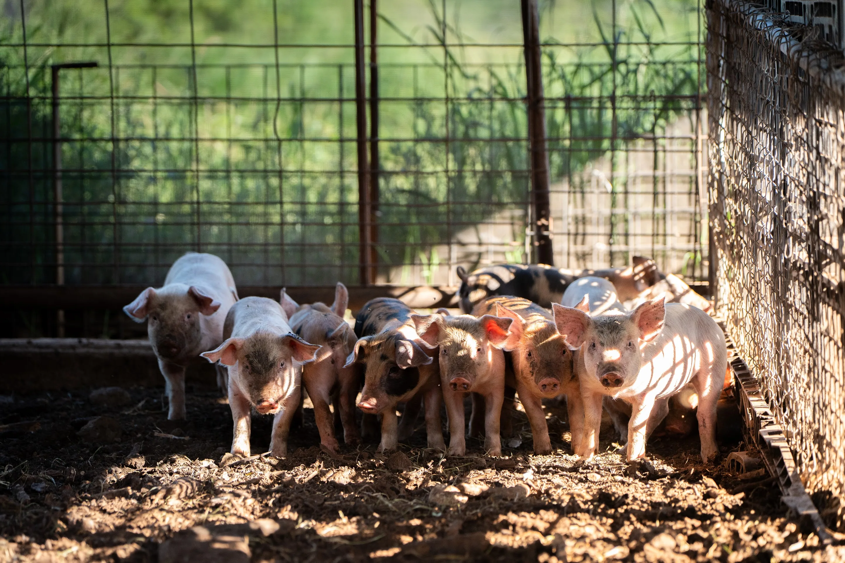 Cluster of pigs at Mountain View Farms