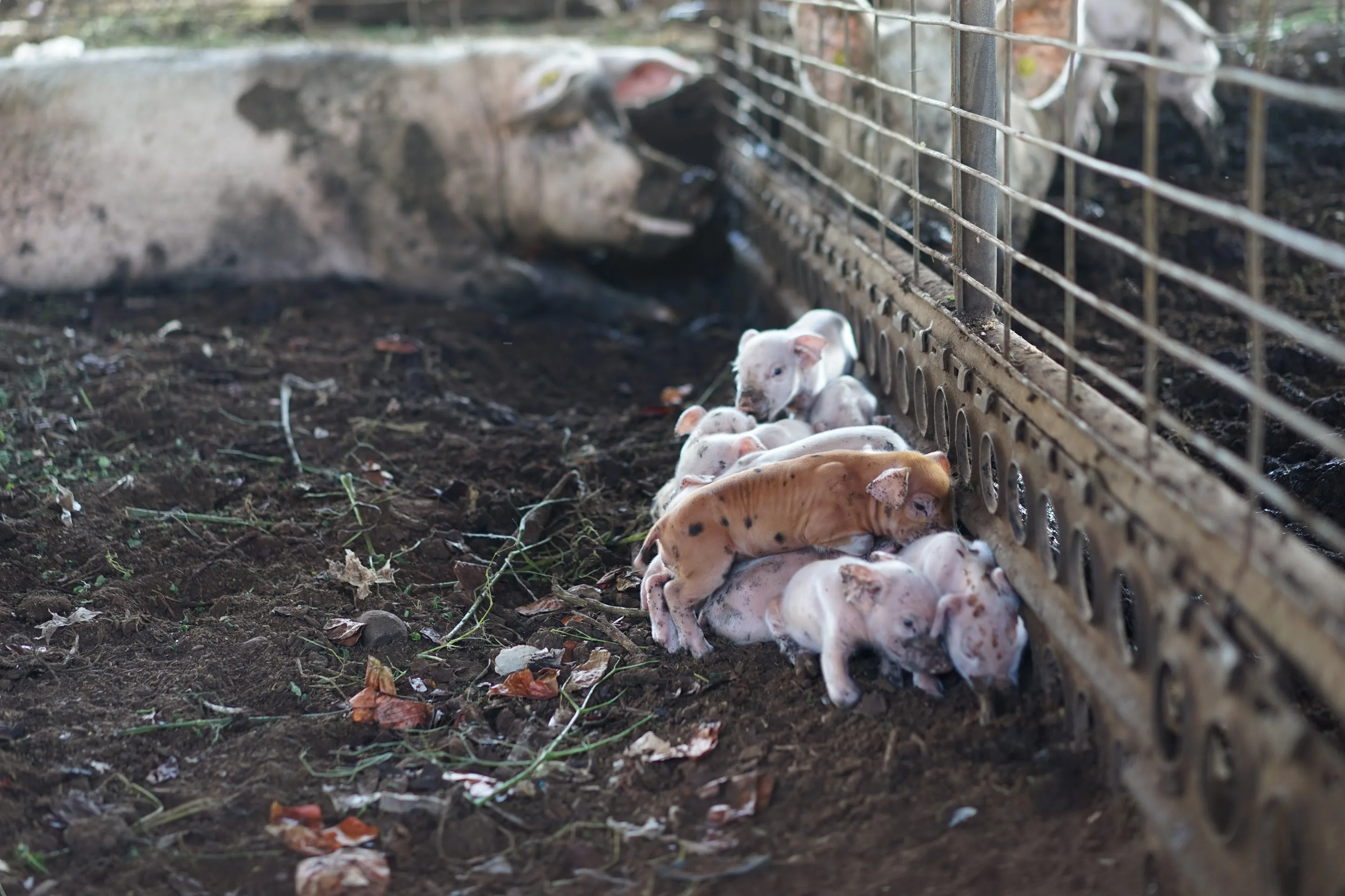 Pigs on a deep litter bed inside an open-air barn at Mountain View Farms