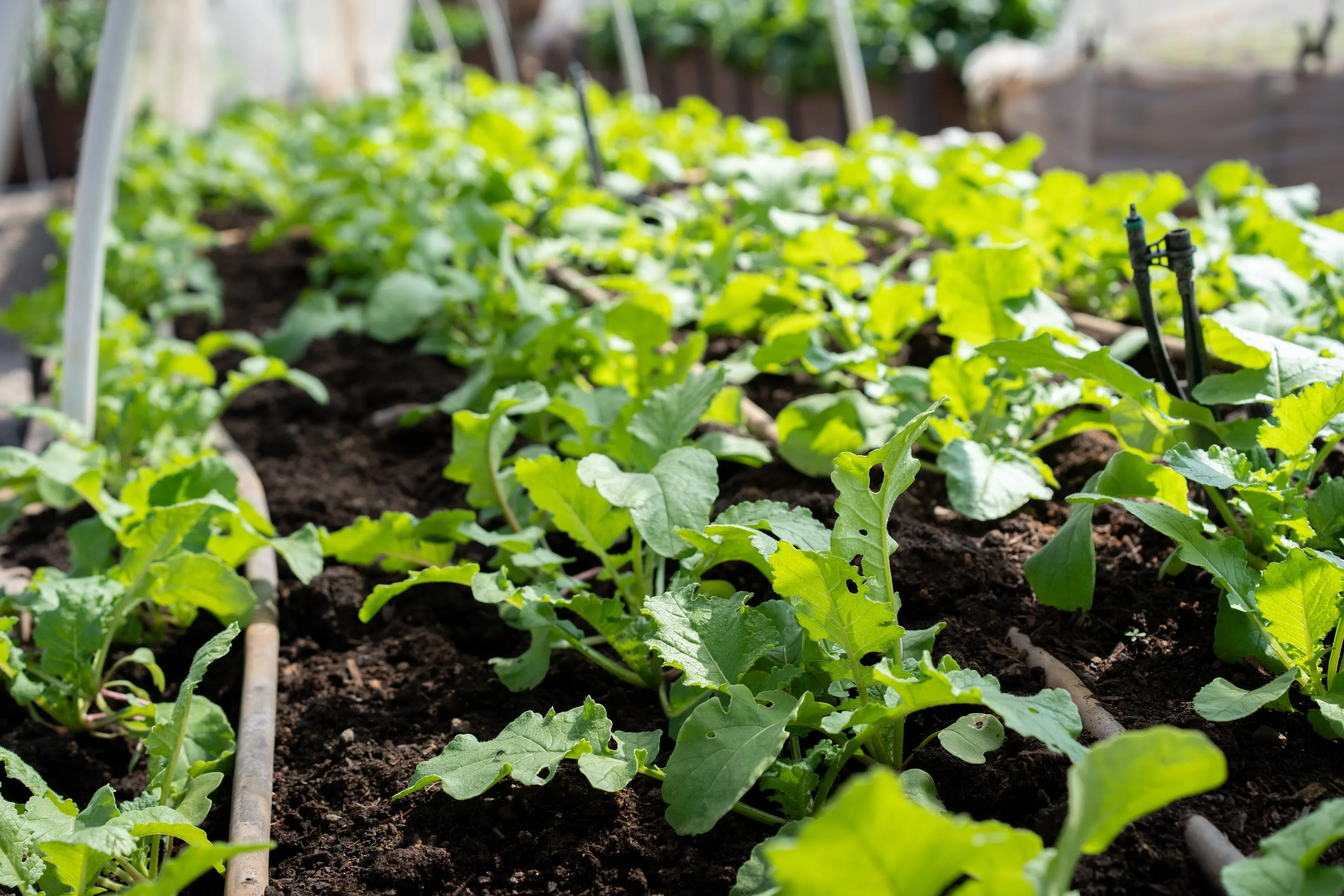 Young radish plants thriving in living soil at Mountain View Farms