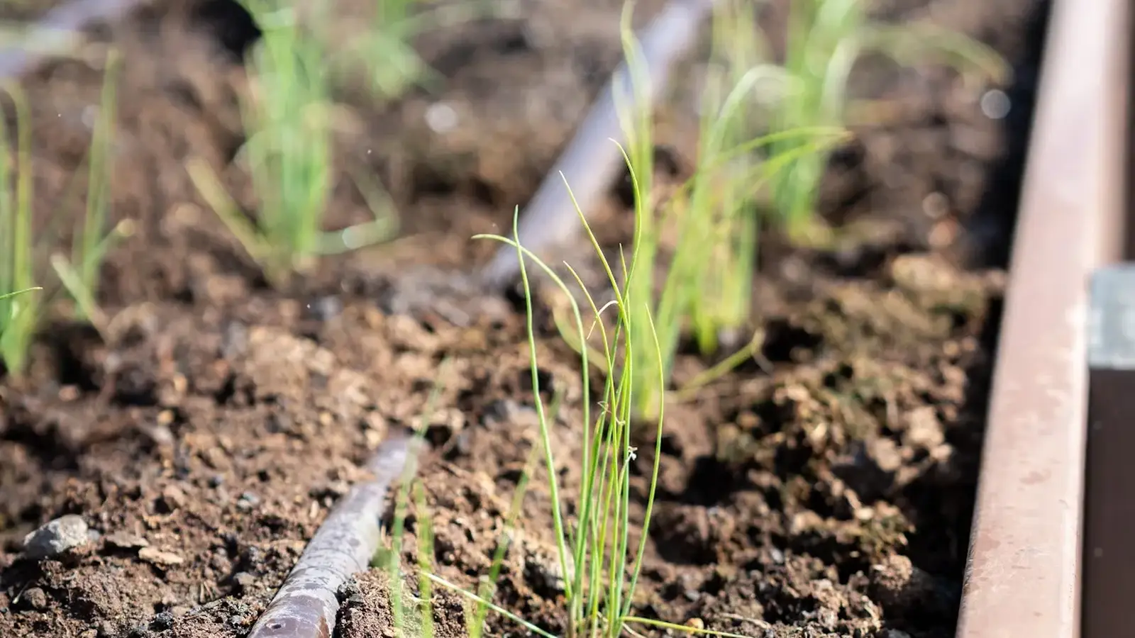 Seedlings in living soil at Mountain View Farms